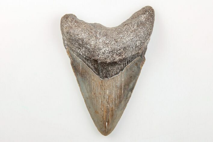 3.17" Fossil Megalodon Tooth - North Carolina